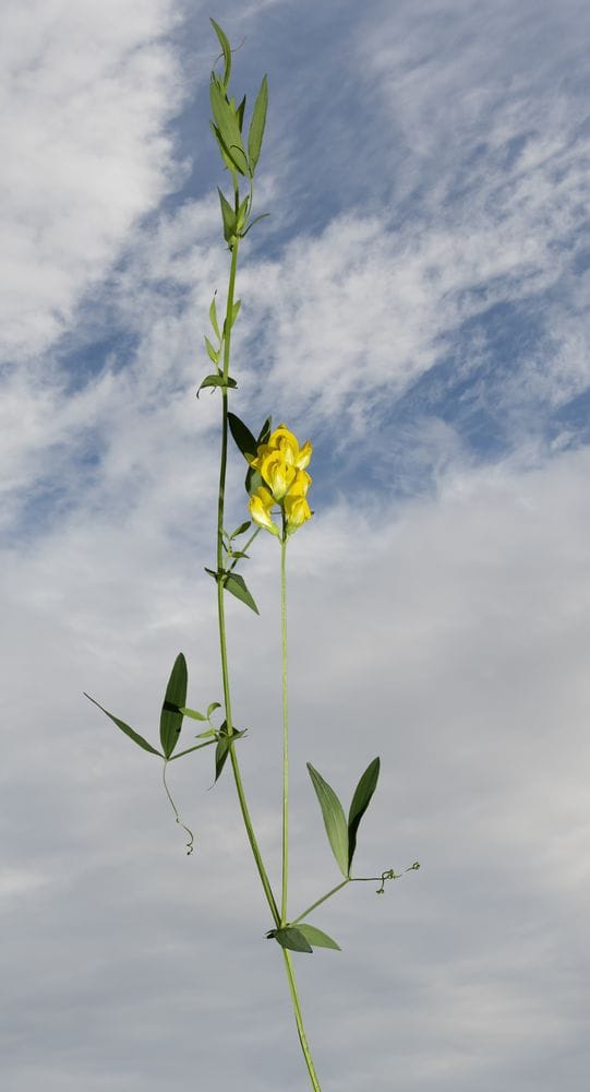 Lathyrus pratensis